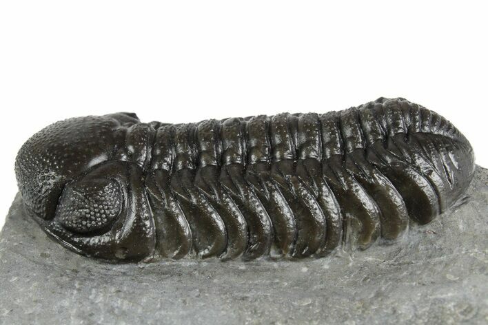 Beautiful Austerops Trilobite - Ofaten, Morocco #348434